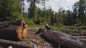 Best Tree Health Inspection  in Stanton, TX