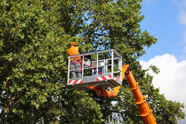 Best Hedge Trimming  in Stanton, TX
