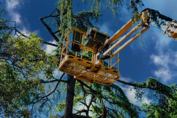Best Arborist Consultation Services  in Stanton, TX