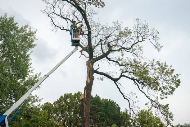  Stanton, TX Tree Services Pros